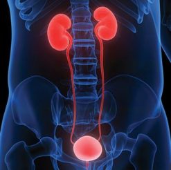 Comprehensive Review of Urology 2021 | Medical Video Courses.