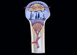 MRIOnline Imaging Mastery Series: Pediatric MSK 2019