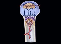 MRIOnline Imaging Mastery Series: Pediatric MSK 2021