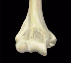 MRIOnline MRI Mastery Series Elbow 2021