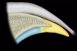 MRIOnline MRI Mastery Series: Hip 2021