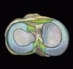 MRIOnline MRI Mastery Series: Knee 2021
