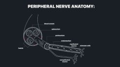 MRIOnline MRI Mastery Series: Nerve Imaging – Entrapment Neuropathy and Tumor Imaging of Nerves 2021