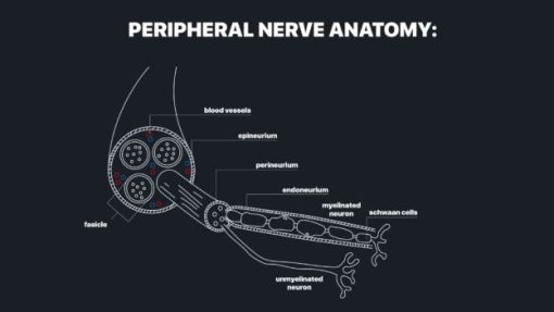 MRIOnline MRI Mastery Series: Nerve Imaging – Entrapment Neuropathy and Tumor Imaging of Nerves 2021